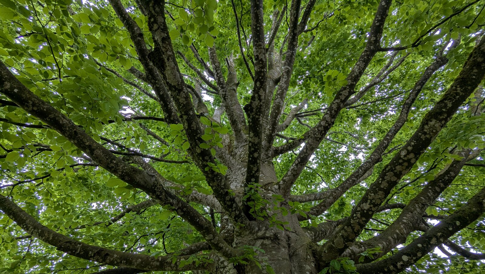 Blick in die weit verzweigte Krone eines grünen Baumes
